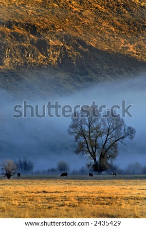 Cattle feeding in foggy field with golden morning sunlight