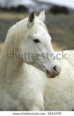 white horse with blurred background