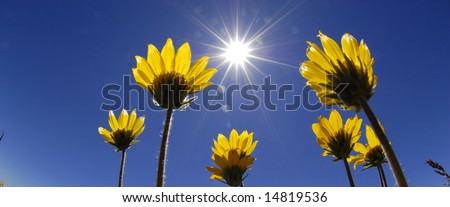 Summer yellow flowers growing up towards sun in blue sky