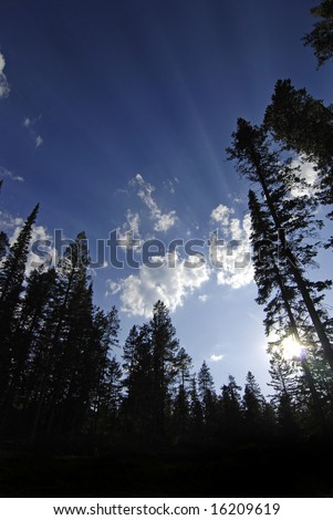 Rays of light in sky with pine trees silhouetted