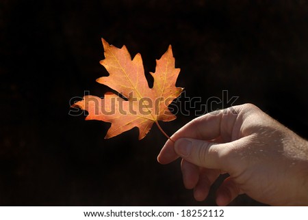 Detail of red maple leaf held in hand with autumn trees in background