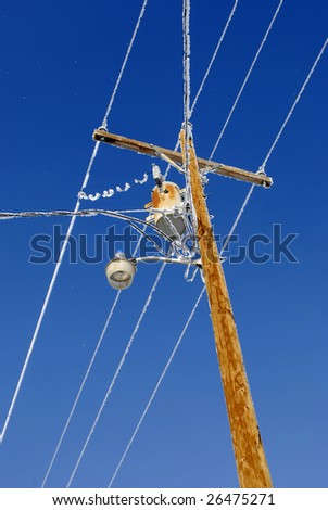 Telephone pole and wires with snow and frost on them