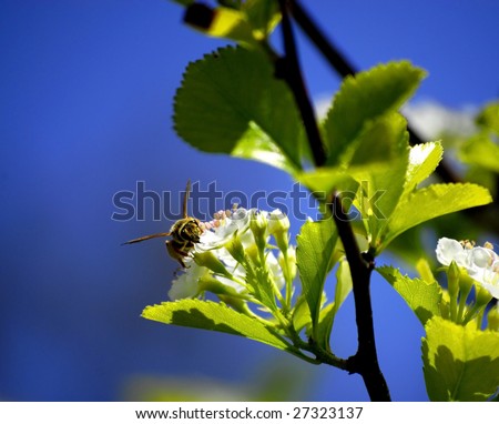 A single Bee Resting on a Flower Petal