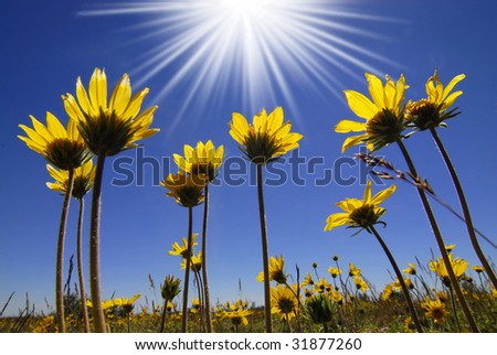 Summer yellow flowers growing up towards sun in blue sky