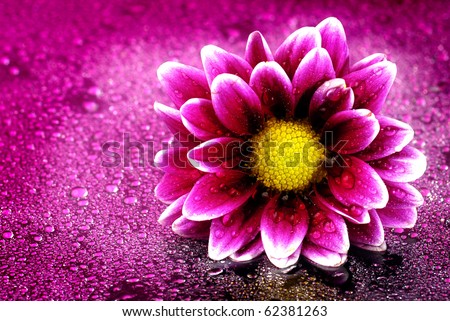 Fresh pink and purple flower with water drops