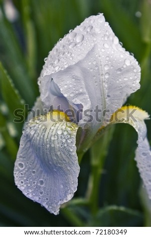 A white bearded iris wet with dew in the morning. Green background.
