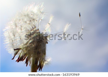 Dandelion and one seed flying away