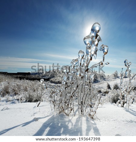 Plant covered in ice after a major winter storm