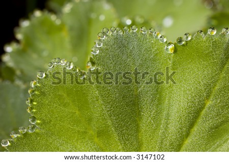 Extreme close-up of morning dew on a leaf