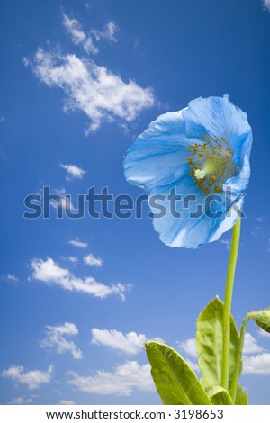 Blue flower with clouds in background