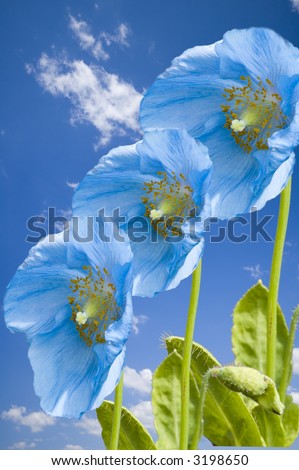 Blue flowers with clouds in background; Three blue flowers