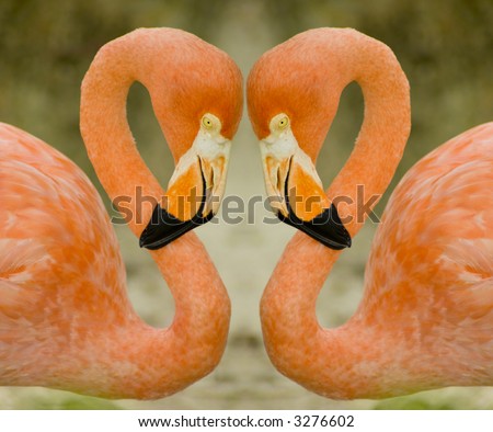 Two flamingos; Close-up image of two pink flamingos