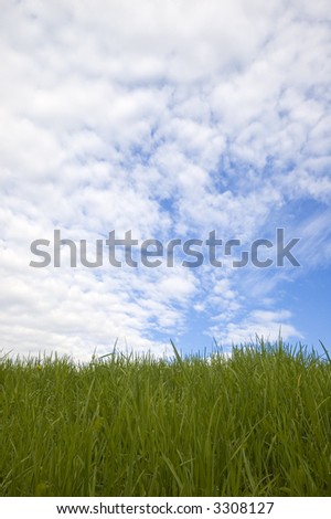Stock image of grass and sky; Clean background of grass and sky
