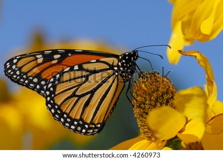 Monarch butterfly warming up and eating on afternoon sun