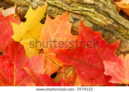 Autumn leafs, colorful autumn leafs and log