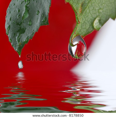 Water drops from rose leaves with reflection