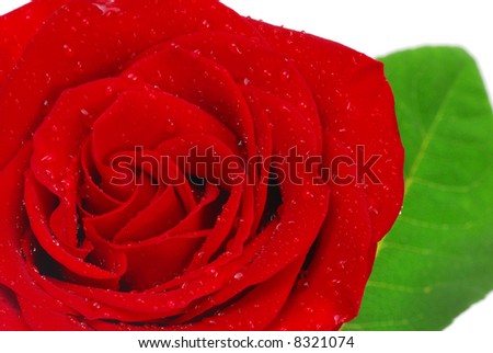 Red rose and green leaf with dew