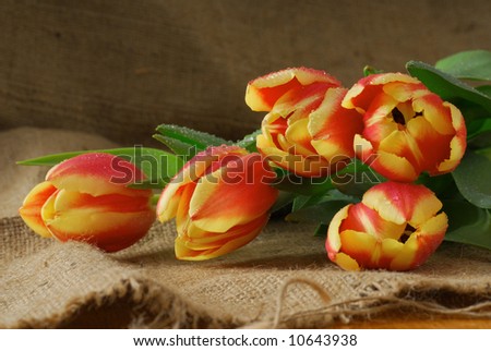 Tulips freshly picked and placed down on a bag
