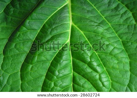 Extreme close-up image of leaf
