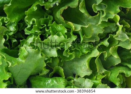 Extreme close-up image of lettuce, lettuce background