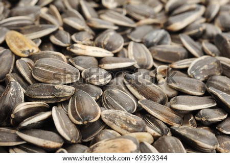 Extreme close-up image of sunflower seeds, background image