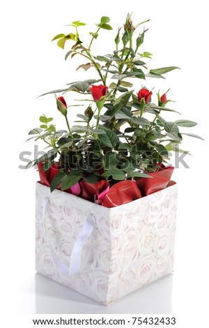 Image of house roses packed as gift on white background
