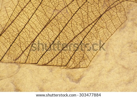 Veiny Leaf Pressed On Recycled Paper Horizontal Background