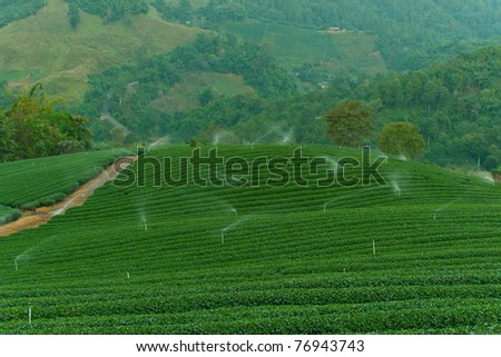 Tea plantation in Thailand, Tea Tree, Nature, Plant, Sprinklers