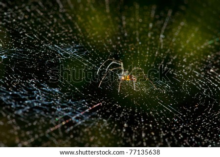 Spider, Modeling computer networks, World Wide Web, Internet.