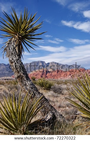 Cactus Framed Red and Gray Mountains in Red Rock Nevada
