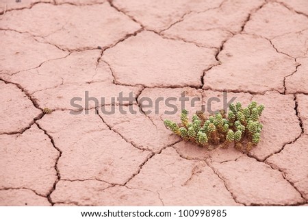 Dry cracked earth with plant struggling for life a survival concept