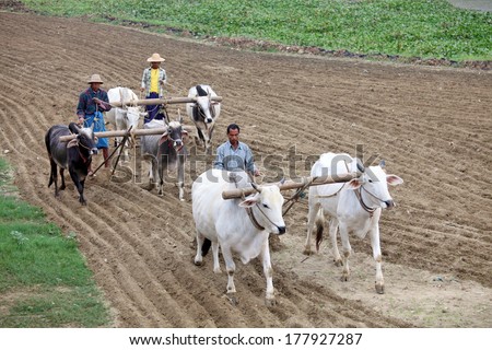AMARAPURA, MYANMAR - DEC 09, 2013: Plowing rice fields with an ox team. The farmers plows the land ancient method using oxen.