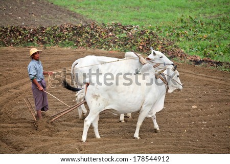 AMARAPURA, MYANMAR - DEC 10, 2013: Plowing rice fields with an ox team. The farmers plows the land ancient method using oxen