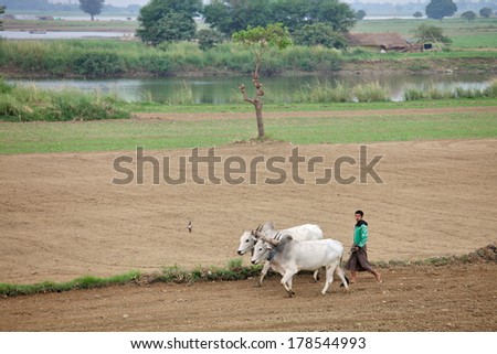 AMARAPURA, MYANMAR - DEC 09, 2013: Plowing rice fields with an ox team. The farmers plows the land ancient method using oxen