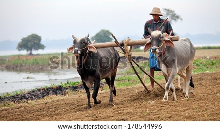 AMARAPURA, MYANMAR - DEC 09, 2013: Plowing rice fields with an ox team. The farmers plows the land ancient method using oxen