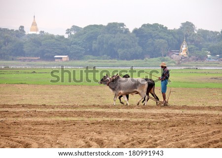 AMARAPURA, MYANMAR - DEC 09, 2013: Plowing rice fields with an ox team. The farmers plows the land ancient method using oxen.