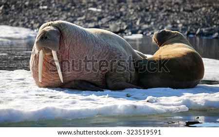 Walrus cow with cub on ice floe