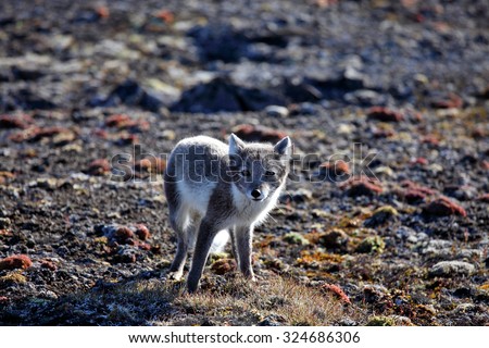 Arctic fox in summer season