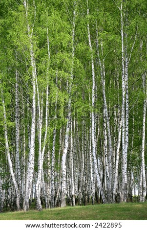 Birch wood in Russia