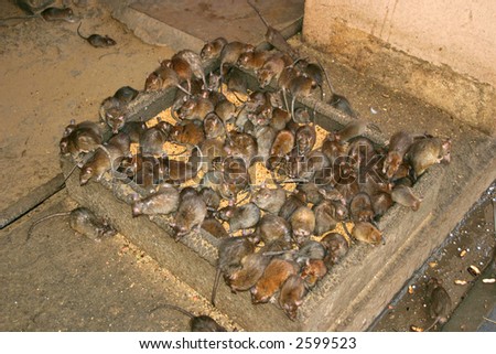 rats eating