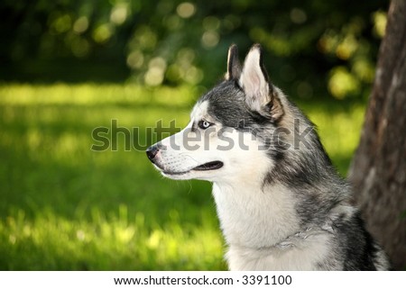 Eskimo Husky Dog