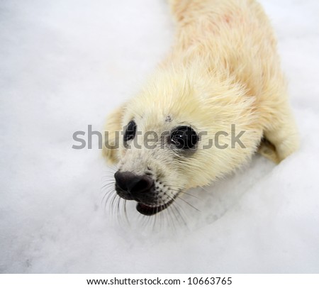 Newborn Harp Seal Pup Stock Photo 10663765 : Shutterstock