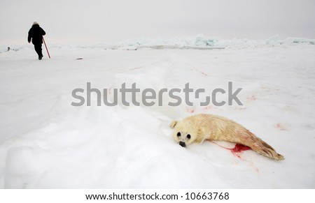 Baby Seal Cub
