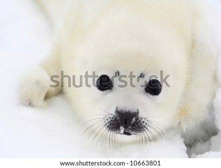 Baby Harp Seal Pictures on Of Mother And Baby Harp Seal Pup Find Similar Images