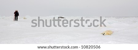 Baby harp seal pup on ice of the White Sea - ecotourism in Arctic - the best way to protect seals