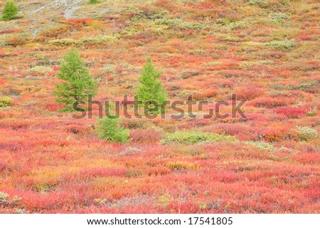 Larches in autumnal mountain tundra