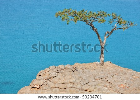 Boswellia tree (Frankincense tree) with turquoise sea water background at Socotra island