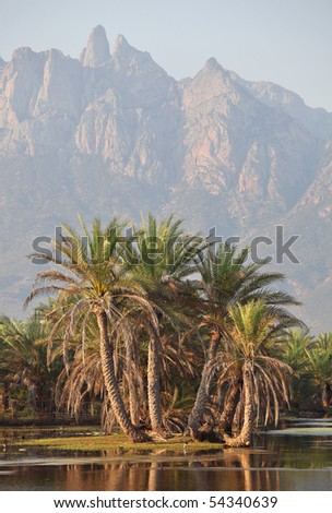 Socotra mountains and palm trees grove