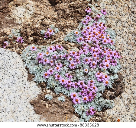 stock-photo-wild-flowers-of-high-altitude-himalayas-meters-ladakh-jammu-kashmir-india-88335628.jpg