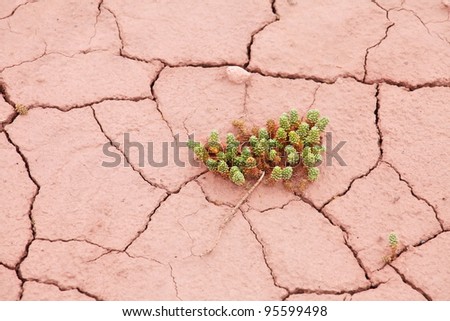Green plant growing on dry cracked desert ground